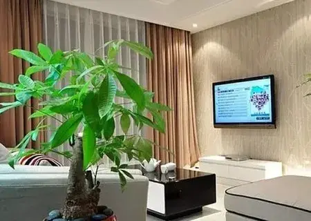 盆景知识 | 客厅可以放什么盆栽植物