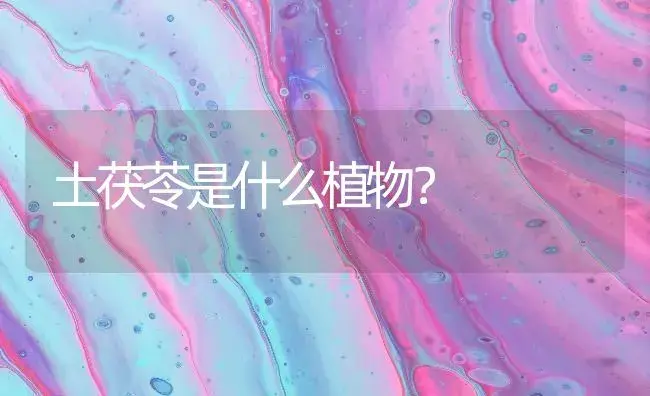 土茯苓是什么植物？ | 药材种植