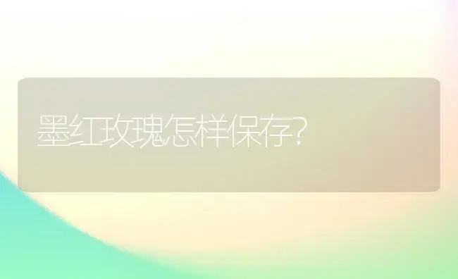 墨红玫瑰怎样保存？ | 绿植常识