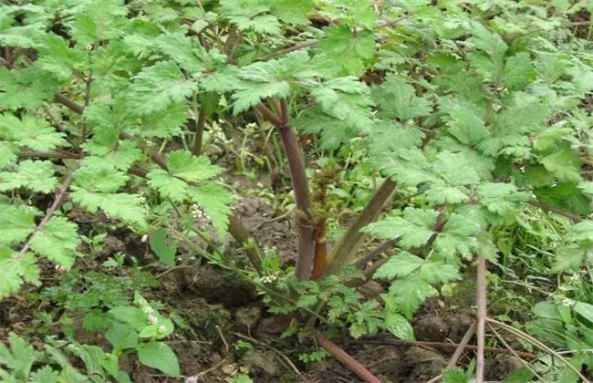 川芎的田间管理要点