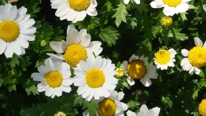 白晶菊花语是什么