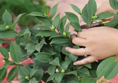 盆栽修剪 | 茶花如何疏蕾