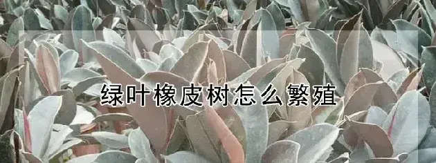 绿叶橡皮树怎么繁殖