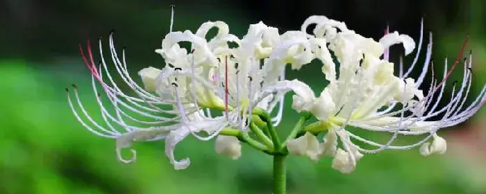 白彼岸花的花语