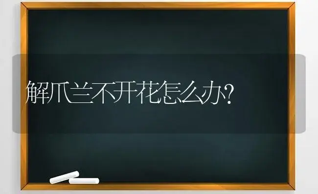 解爪兰不开花怎么办？ | 多肉养殖