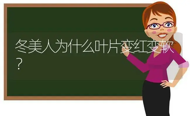 冬美人为什么叶片变红变软？ | 多肉养殖