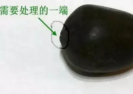 盆栽种子 | 盆栽碗莲种子处理方法