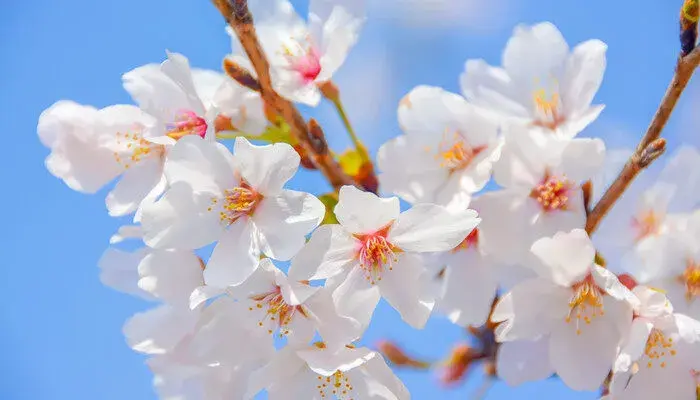 樱花的花语和寓意