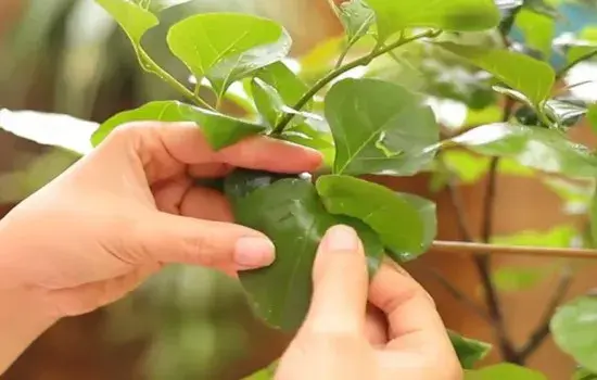 盆景养护管理 | 三角梅叶子太多怎么办