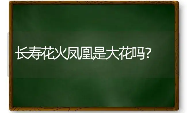 长寿花火凤凰是大花吗？ | 多肉养殖