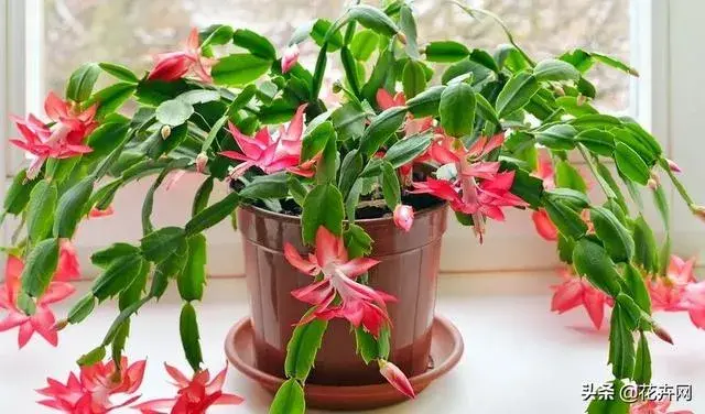 蟹爪兰是喜阴植物,还是喜阳植物？