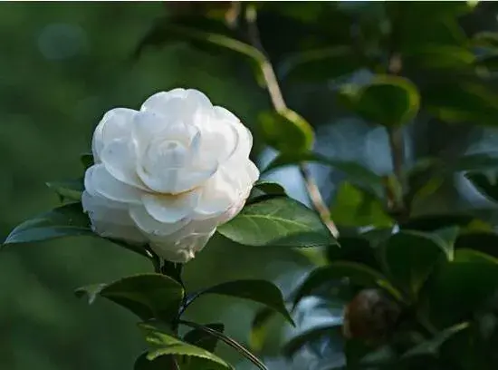 山茶花的花语有哪些？