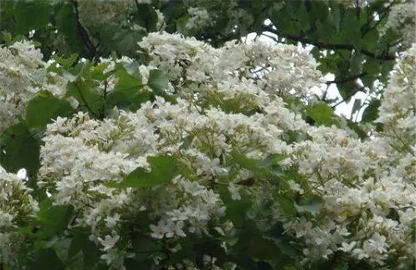 油桐花什么时候开花 油桐花的花语和传说