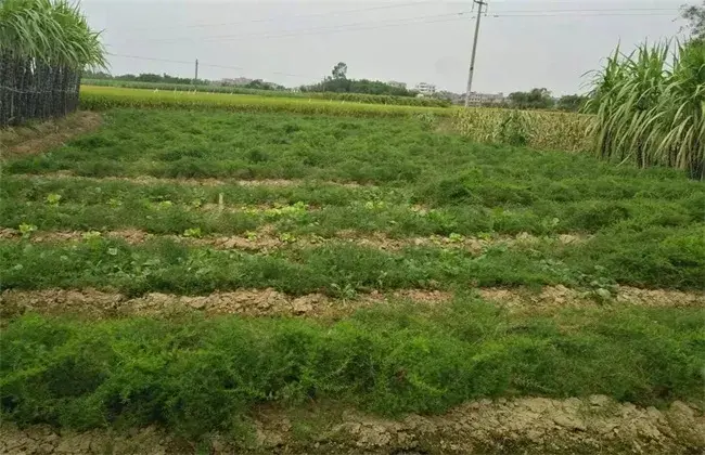 天门冬栽培的堤防事项