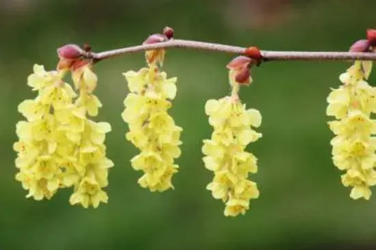 金钩吻的花语是独爱你一人 金钩吻的养殖方法