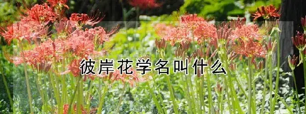 彼岸花学名叫什么