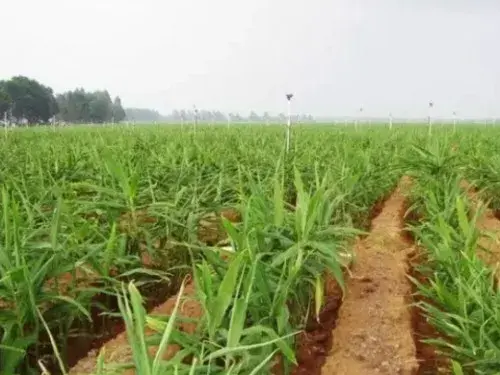 花卉果蔬盆景 | 种植生姜的培土方法