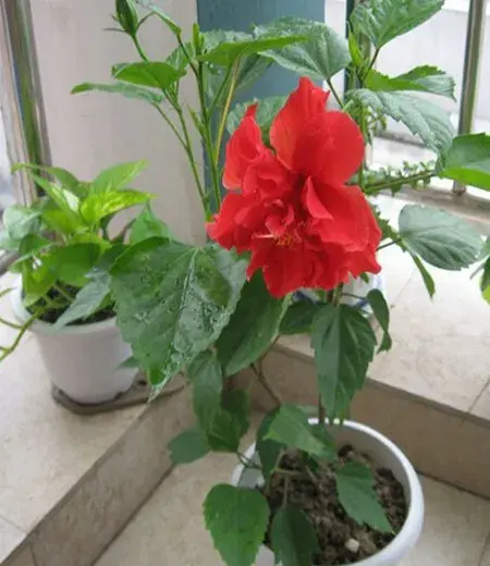 盆景养护管理 | 盆栽木芙蓉花怎么养