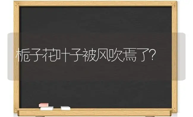 栀子花叶子被风吹焉了？ | 绿植常识