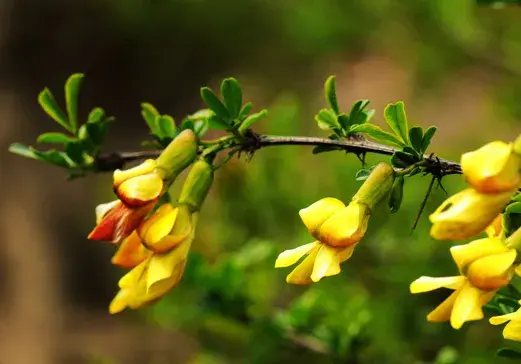 金雀花的花语和象征意义是什么？