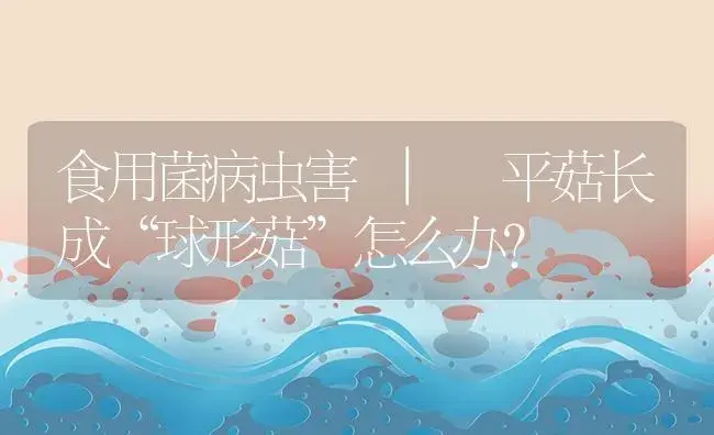 平菇长成“球形菇”怎么办？ | 菌菇种植