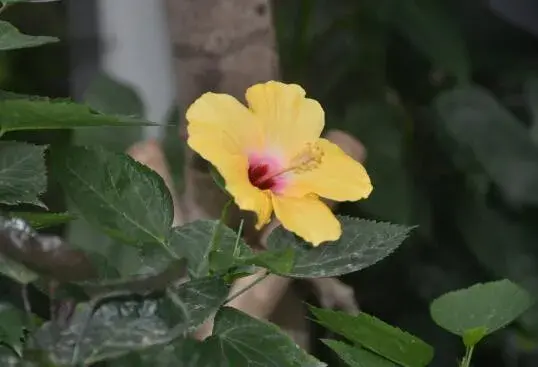 朱槿花的花语是什么，朱槿花的传说故事/微妙的美