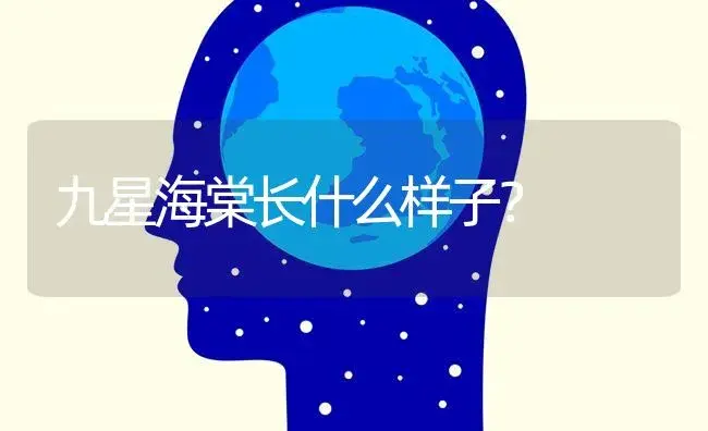 九星海棠长什么样子？ | 绿植常识