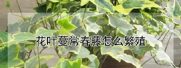 花叶蔓常春藤怎么繁殖