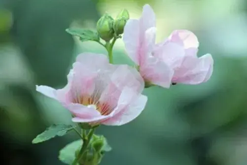 芙蓉花的花语，笑靥若芙蓉，怡人香似风