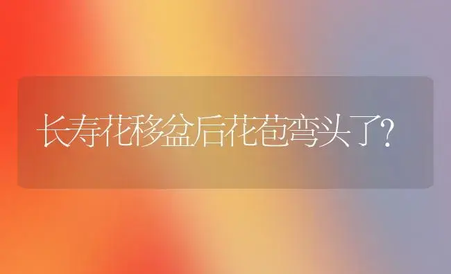 长寿花移盆后花苞弯头了？ | 多肉养殖