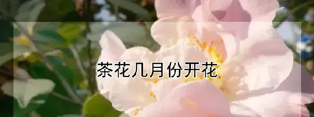 茶花几月份开花