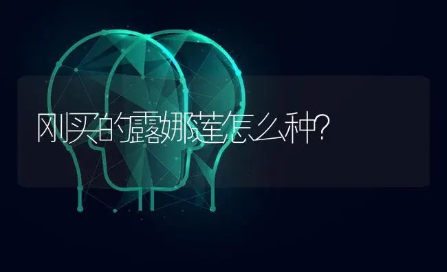 刚买的露娜莲怎么种？ | 多肉养殖