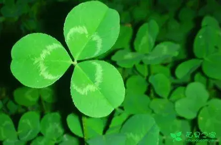 各种花花语及代表的含义有哪些？
