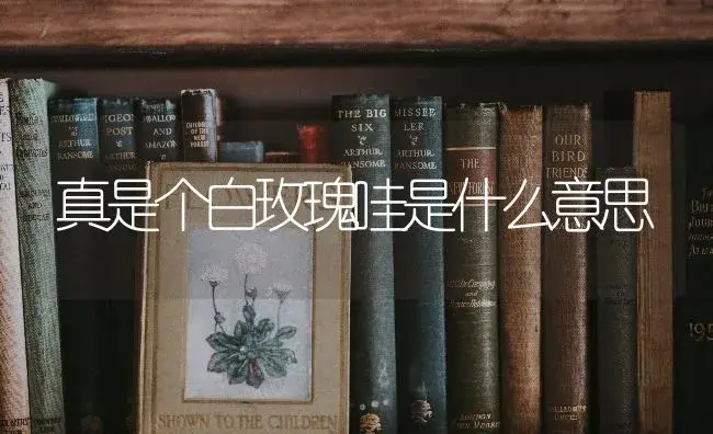 真是个白玫瑰哇是什么意思 | 绿植常识