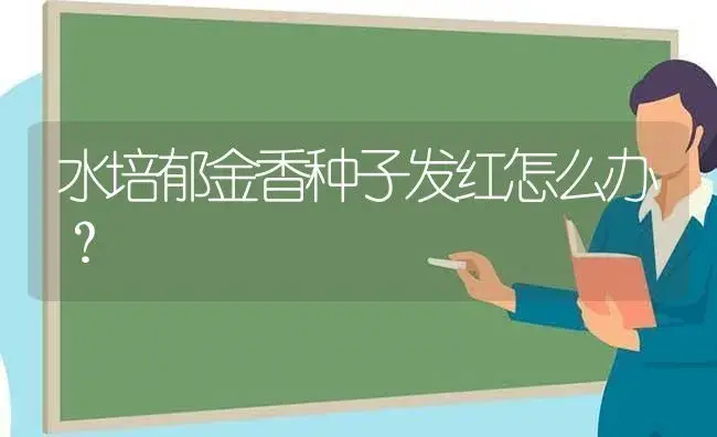 水培郁金香种子发红怎么办？ | 绿植常识