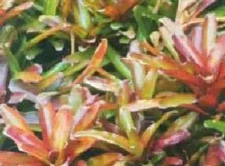 里约红彩叶凤梨