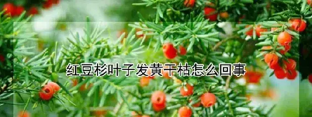 红豆杉叶子发黄干枯怎么回事