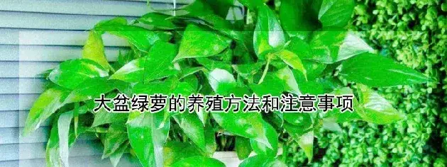 大盆绿萝的养殖方法和注意事项