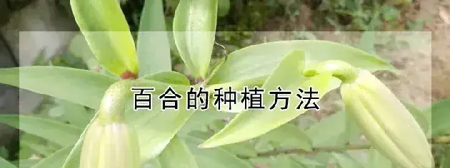 百合的种植方法