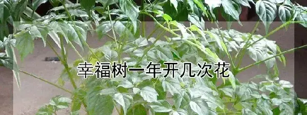 幸福树一年开几次花