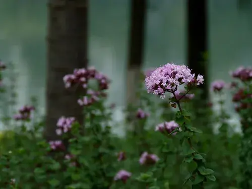 代表忧伤的花和花语（三）