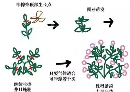 盆栽修剪 | 盆栽矮牵牛如何摘心图解