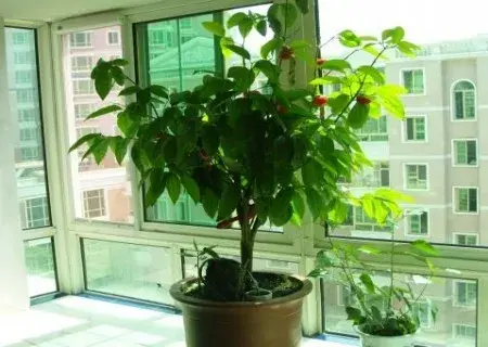 花卉果蔬盆景 | 盆栽平安树种植方法