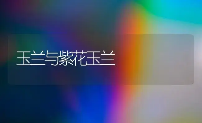 玉兰与紫花玉兰 | 家庭养花