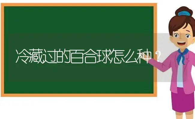 冷藏过的百合球怎么种？ | 绿植常识