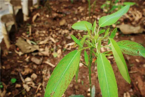 跳舞草的花语和传说是什么，什么植物会跳舞--跳舞草