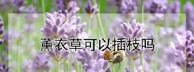 薰衣草可以插枝吗