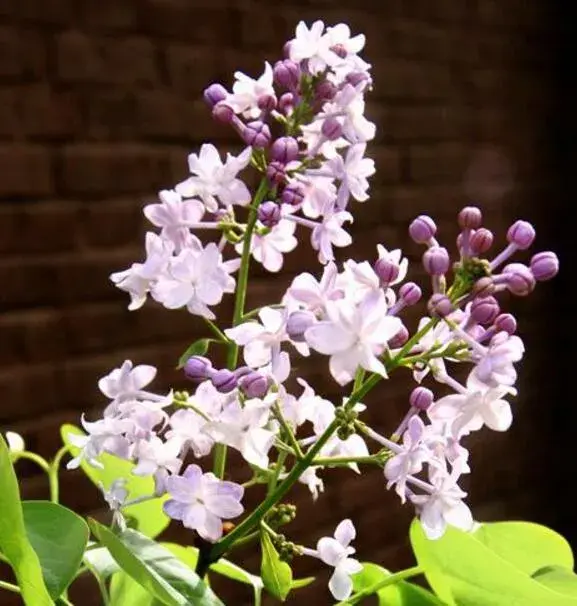 丁香花和栀子花的区别有哪些，花朵花期花语大不相同