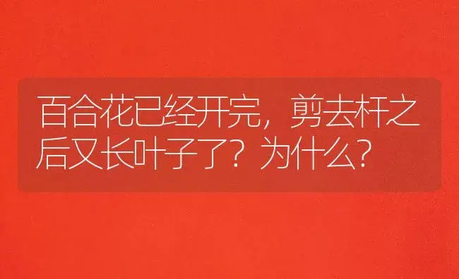 百合花已经开完，剪去杆之后又长叶子了？为什么？ | 绿植常识