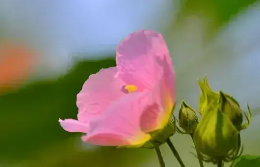 芙蓉花怎样用叶片扦插